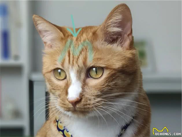 猫咪身上的不同花纹都是怎么来的？