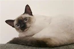 猫咪身上的不同花纹都是怎么来的？