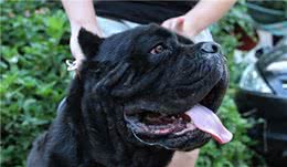有“护卫者”称号的卡斯罗犬，值得你饲养