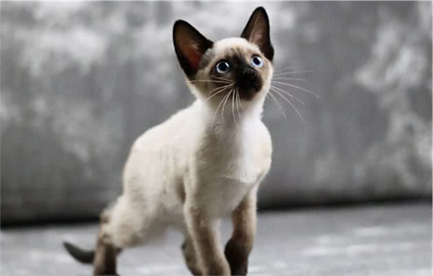猫咪也有智商排行，这5种被公认最聪明的宠物猫，谁养谁赚到