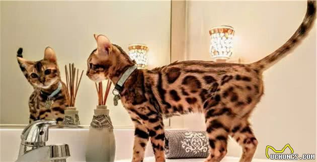 猫咪也有智商排行，这5种被公认最聪明的宠物猫，谁养谁赚到