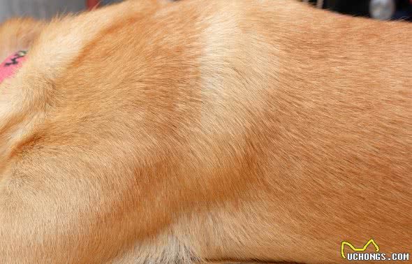 什么是脂溢性皮炎？狗狗经常挠自己，就证明它患上脂溢性皮炎吗