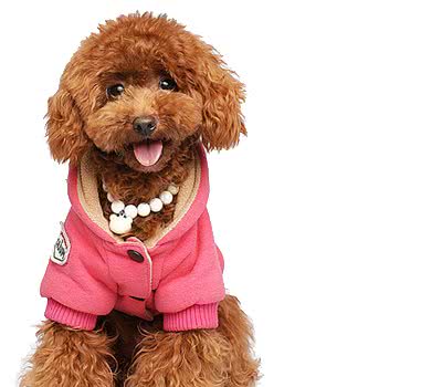犬瘟热抽动如何治疗