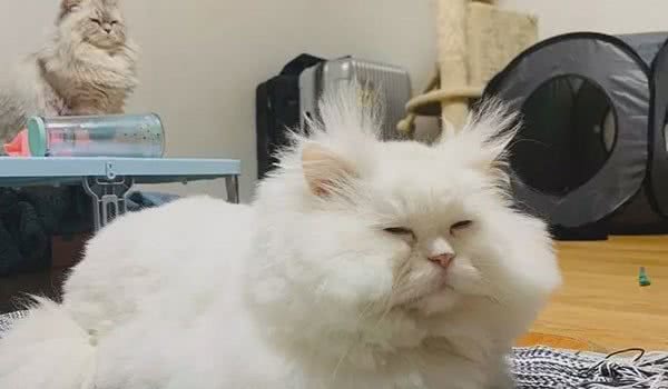 全网长得最“潦草”的猫，明明是个小仙女，却整成个要饭的