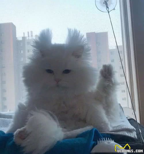 全网长得最“潦草”的猫，明明是个小仙女，却整成个要饭的