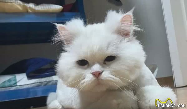 全网长得最“潦草”的猫，明明是个小仙女，却整成个要饭的