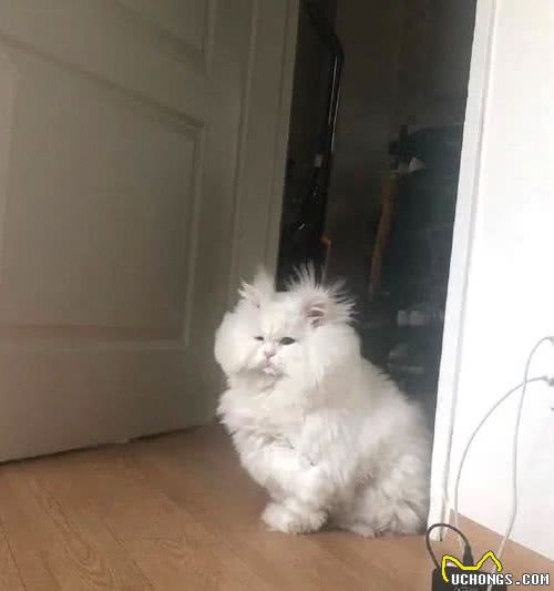 全网长得最“潦草”的猫，明明是个小仙女，却整成个要饭的