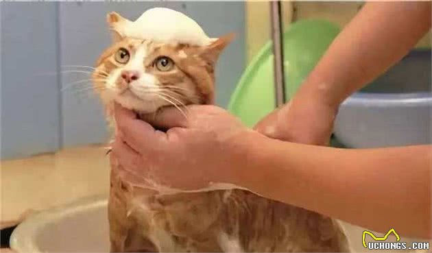 全网长得最“潦草”的猫，明明是个小仙女，却整成个要饭的