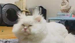 全网长得最“潦草”的猫，明明是个小仙女，却整成个要饭的