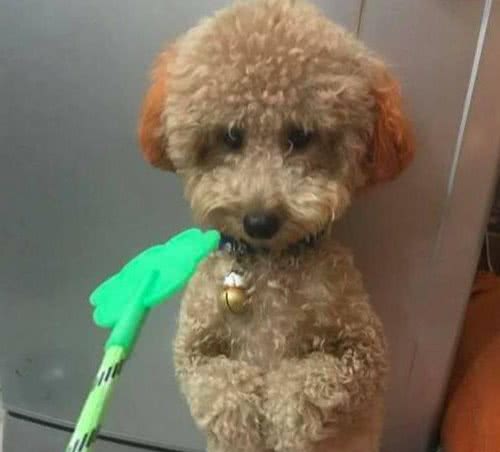 泰迪犬犯错后如何惩罚？这5招，很有效