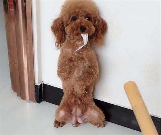 泰迪犬犯错后如何惩罚？这5招，很有效