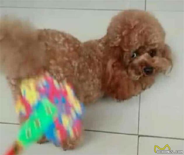 泰迪犬犯错后如何惩罚？这5招，很有效