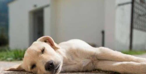 爱犬日常：躺着睡、趴着睡、蜷着睡……，狗狗睡姿跟性格的关系