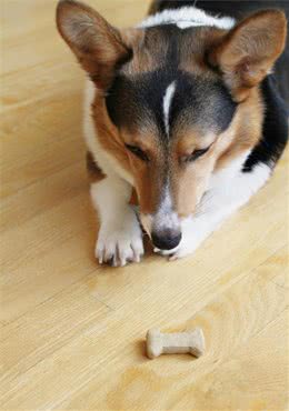 教狗狗离开，训练效果分成9等级，你家狗狗属于哪一级？