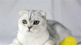 盘点一下世界上最小巧的猫咪