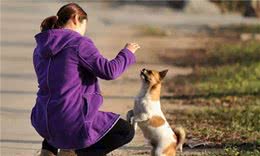 狗狗这几件事不会，说明智商有点低，你家中了几个？