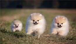 博美是个急性子，这6件事会让它很“伤心”，养狗就得多体贴狗！