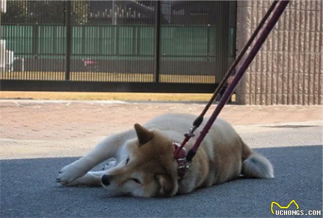 这几种狗狗究竟有多难养？网友：给我十万再养一次，我都不愿意