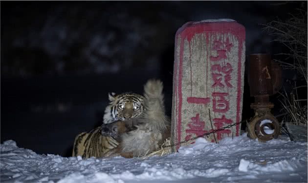 实拍东北虎猎食护院大狗，百兽之王为什么爱和狗过不去？