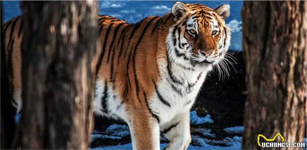 实拍东北虎猎食护院大狗，百兽之王为什么爱和狗过不去？