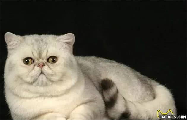 盘点世界上最奇葩的十种猫，整理完，我有点伤心