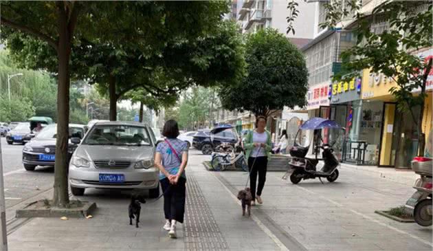 有话说|遛狗新规出台，执行得怎么样了呢？