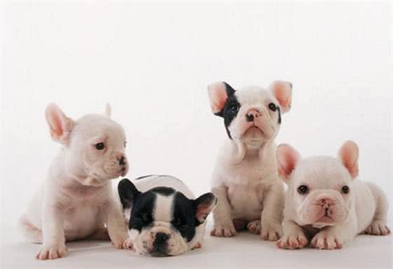 抚摸“法国斗牛犬”的7大招，让它更喜欢你