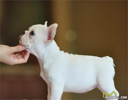 抚摸“法国斗牛犬”的7大招，让它更喜欢你