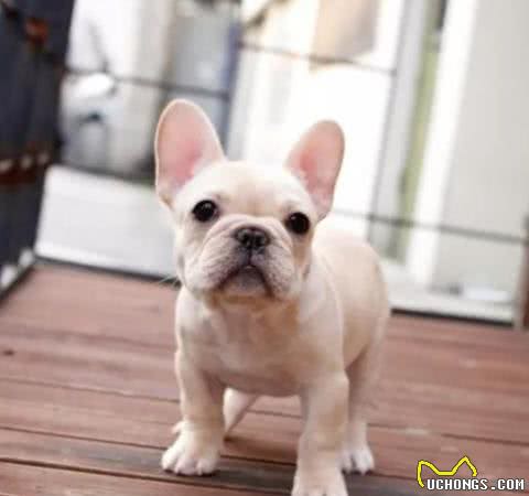 抚摸“法国斗牛犬”的7大招，让它更喜欢你