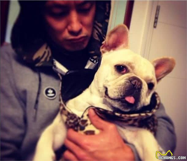 抚摸“法国斗牛犬”的7大招，让它更喜欢你