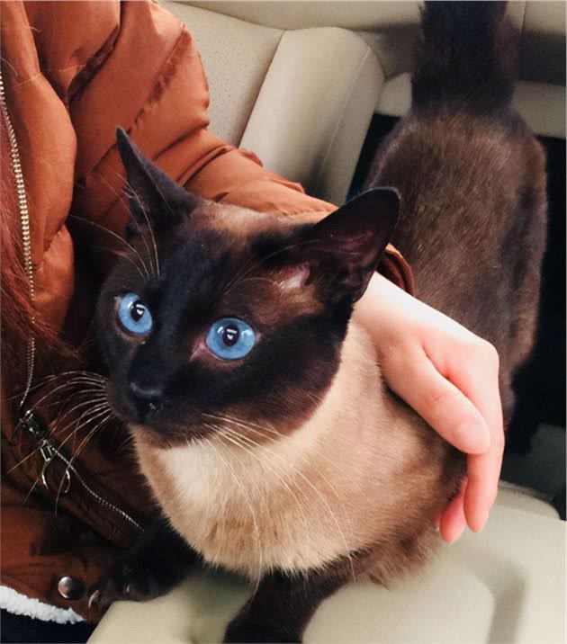 养猫就要养暹罗猫，养过的人都连连说好