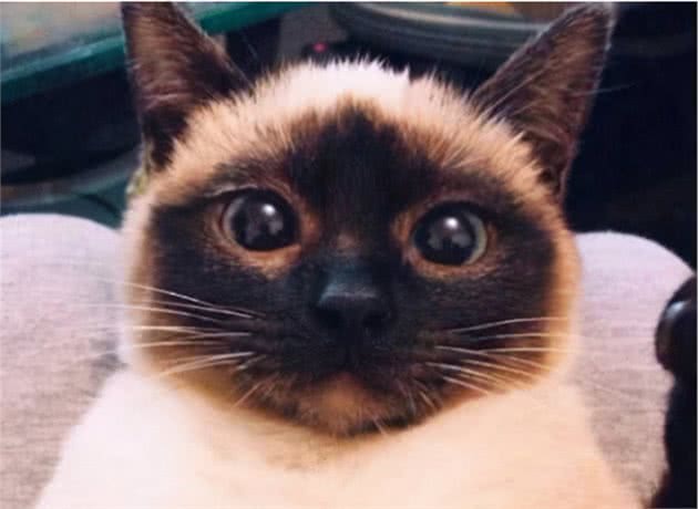 养猫就要养暹罗猫，养过的人都连连说好