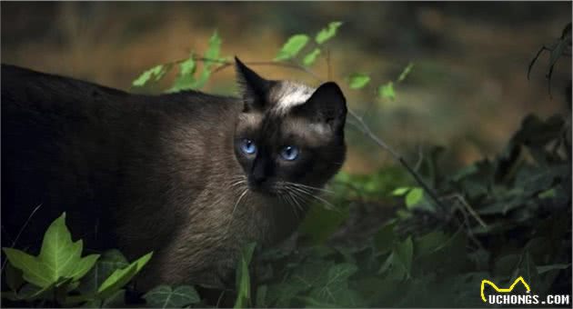 养猫就要养暹罗猫，养过的人都连连说好