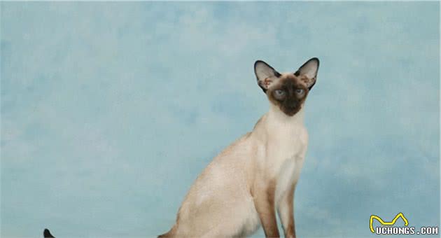 养猫就要养暹罗猫，养过的人都连连说好
