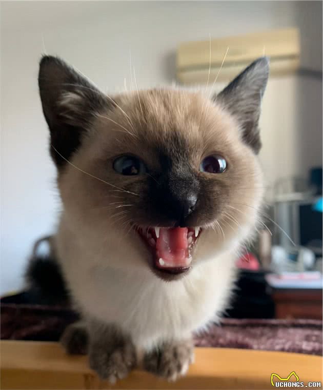 养猫就要养暹罗猫，养过的人都连连说好