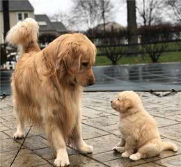 1-6月龄的幼犬该怎么喂？这些问题主人要注意