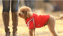 养狗冷知识：如何清理泰迪犬“肛门腺”？