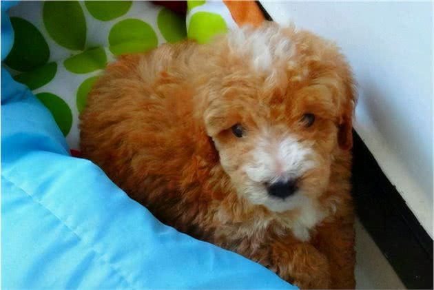 狗狗毛发“变白”怎么恢复？这些办法，赶紧学起来