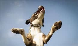 狗狗喜欢扑人该如何纠正？