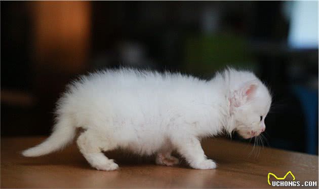 中国传统名猫之一的临清狮子猫，颜值堪比布偶，性格更温顺