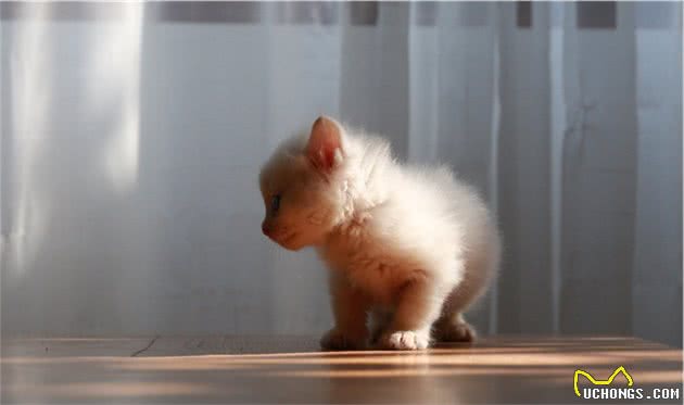 中国传统名猫之一的临清狮子猫，颜值堪比布偶，性格更温顺