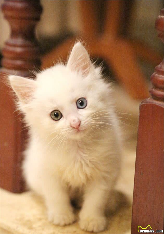 中国传统名猫之一的临清狮子猫，颜值堪比布偶，性格更温顺