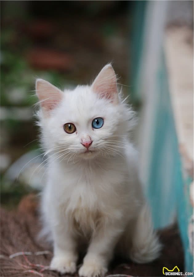 中国传统名猫之一的临清狮子猫，颜值堪比布偶，性格更温顺