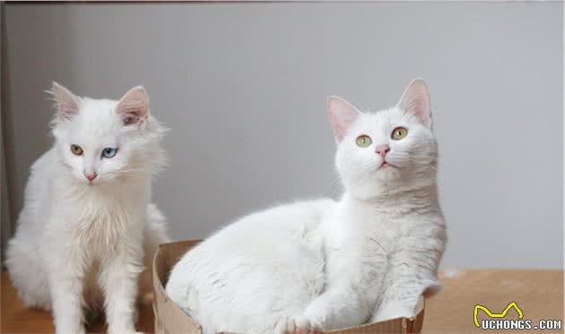 中国传统名猫之一的临清狮子猫，颜值堪比布偶，性格更温顺