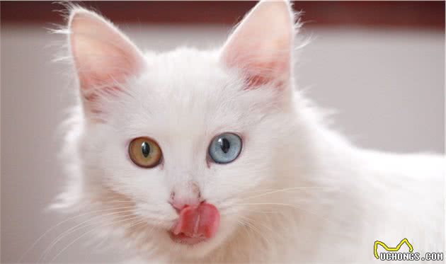 中国传统名猫之一的临清狮子猫，颜值堪比布偶，性格更温顺