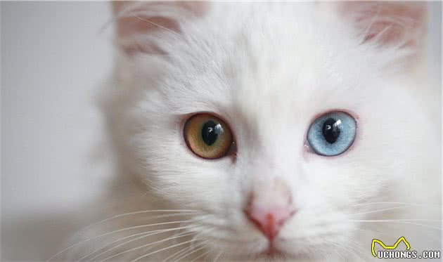中国传统名猫之一的临清狮子猫，颜值堪比布偶，性格更温顺