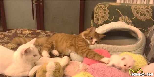 中国传统名猫之一的临清狮子猫，颜值堪比布偶，性格更温顺