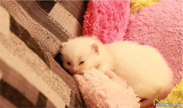 中国传统名猫之一的临清狮子猫，颜值堪比布偶，性格更温顺