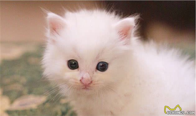 中国传统名猫之一的临清狮子猫，颜值堪比布偶，性格更温顺
