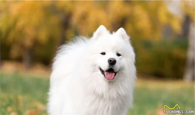 关于犬不同生长阶段的养殖技术，与管理管方法，进来学学